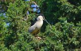  Black-crowned Night Heron