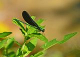 Ebony Jewelwing