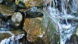 Green Frog