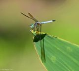 Blue Dasher