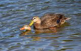 Mottled Ducks 