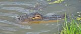 American Alligator