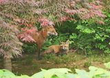 Red Fox with Kit