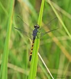 Seaside Dragonlet