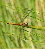 Seaside Dragonlet