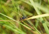 Seaside Dragonlet