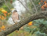Coopers Hawk