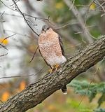 Coopers Hawk