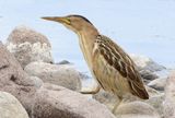 Little bittern - Ixobrychus minutus