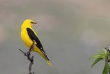 Eurasian Golden Oriole - Oriolus oriolus