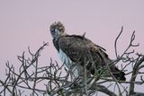 aigle martial - martial eagle