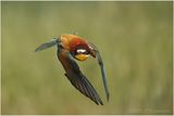 Gupier dEurope - European bee eater A5858b.jpg