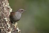 Accenteur mouchet - Dunnock A8867.jpg