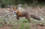 Renard - Fox K86A9784c_DxO.jpg