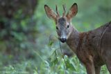 Chevreuil  Roe deer   K86A8457a.jpg