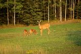 Doe and 2 fawns, Townline Road, Thunder Bay.jpg