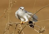Black-winged kite