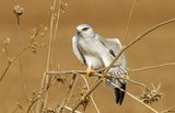 Black-winged kite