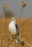 Black-winged kite