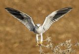 Black-winged kite