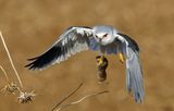 Black-winged kite