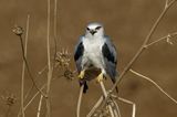 Black-winged kite