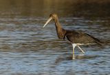 Black Stork