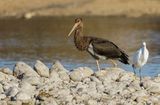 Black Stork