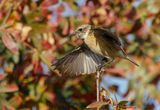 Stonechat