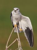 Black-winged kite