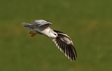 Black-winged kite