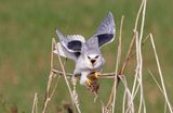 Black-winged kite