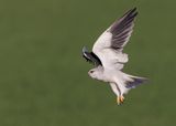 Black-winged kite