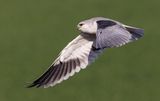 Black-winged kite