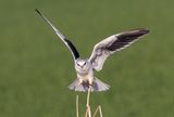 Black-winged kite