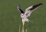 Black-winged kite