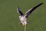 Black-winged kite