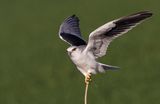 Black-winged kite