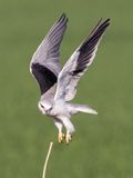 Black-winged kite