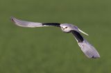 Black-winged kite