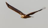 Marsh Harrier