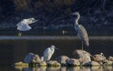 Grey Heron