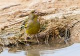 Greenfinch