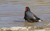 Moorhen