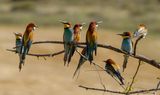 Bee Eater