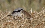 Great-gray Shrike