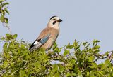 Eurasian Jay