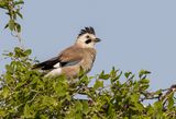 Eurasian Jay