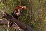 White throated Kingfisher