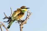 Bee Eater